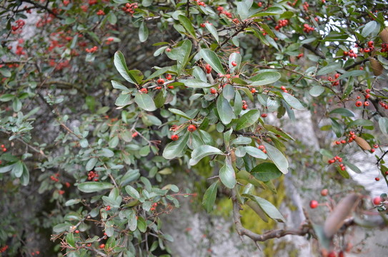 火棘 紅色小果實(shí)