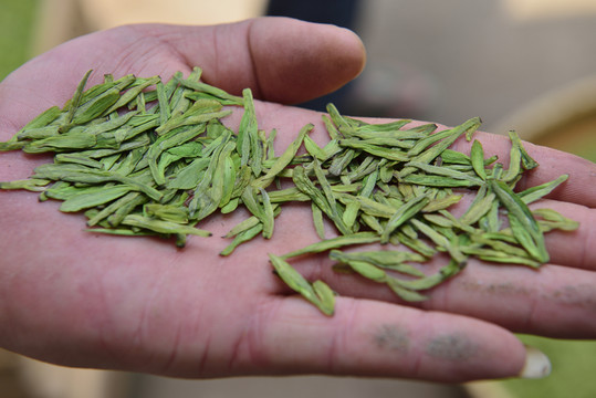 茶葉