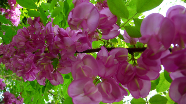 花卉