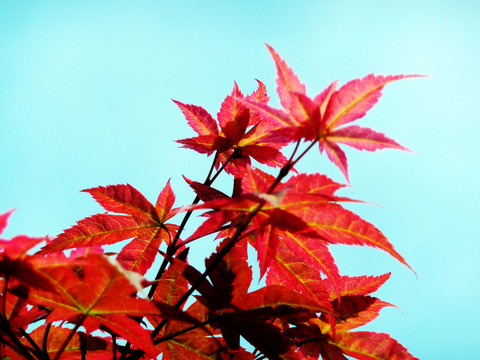 紅楓葉