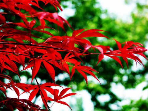 紅楓葉