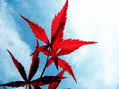 紅楓葉