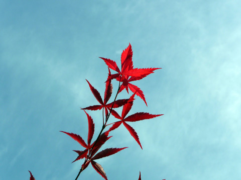 紅楓葉