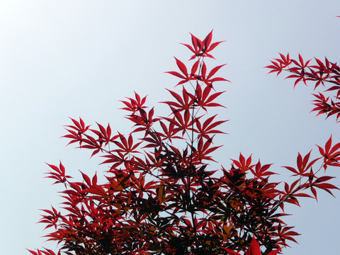 紅楓葉