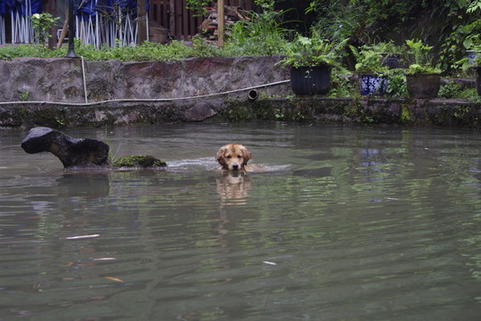 狗