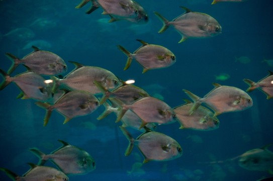 海洋魚類