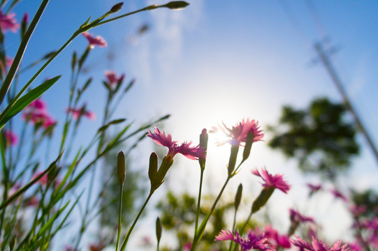 小花