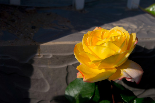 月季花