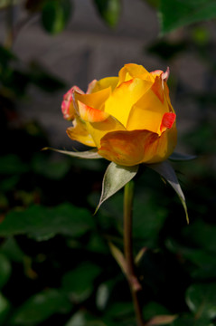 月季花