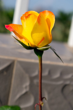 月季花