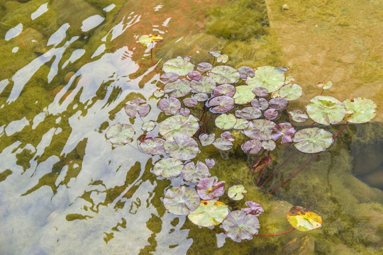 水池