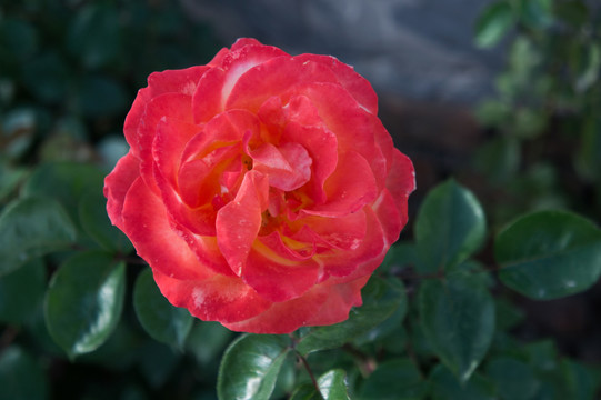 月季花