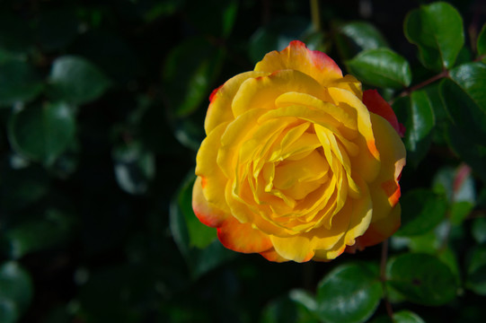 月季花