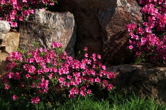 杜鵑花