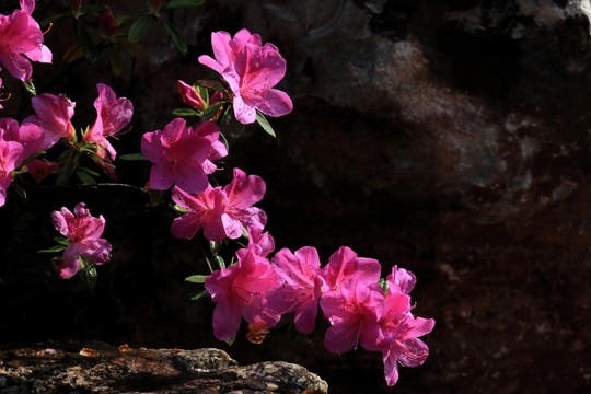杜鵑花
