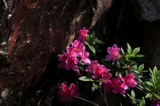杜鵑花