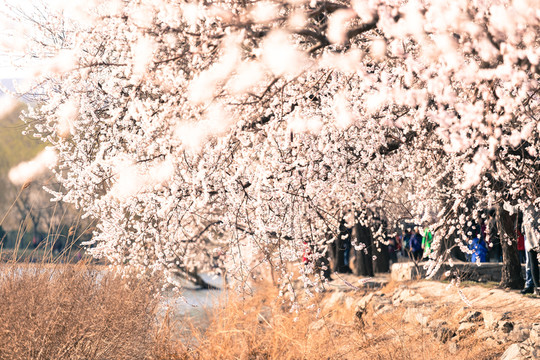 櫻花盛開的頤和園
