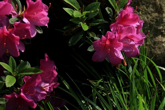 杜鵑花