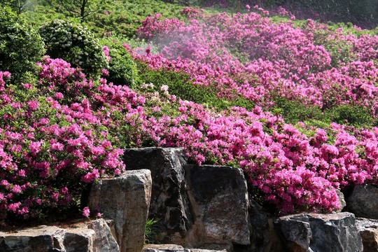 杜鵑花