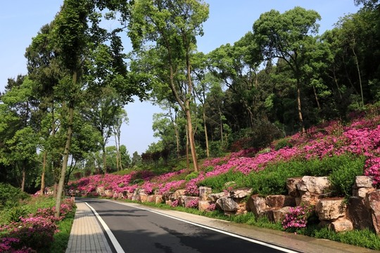 杜鵑花