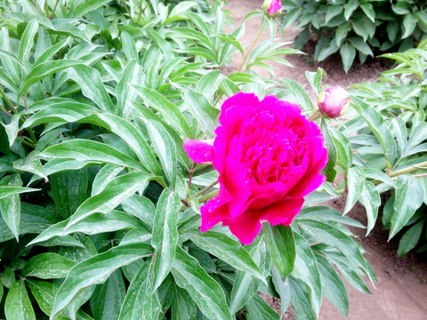 花卉