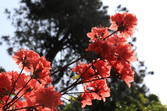 杜鵑花