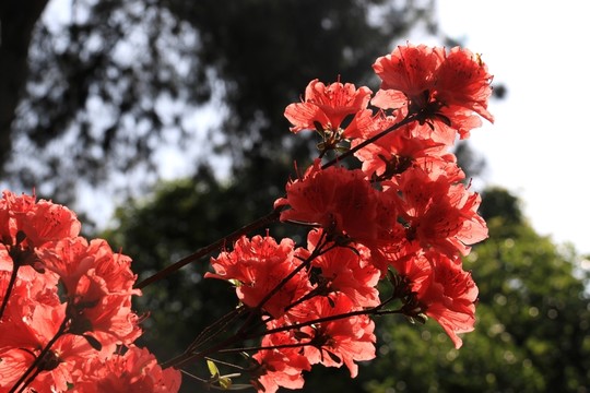 杜鵑花