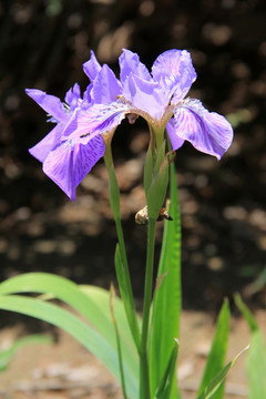 花卉 鳶尾花