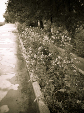 小路