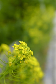 黃花