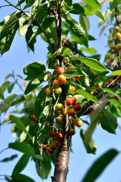 櫻桃樹(shù)