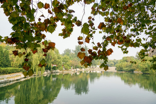 公園法桐樹(shù)葉