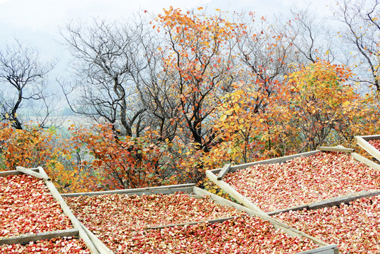 紅葉 山楂片