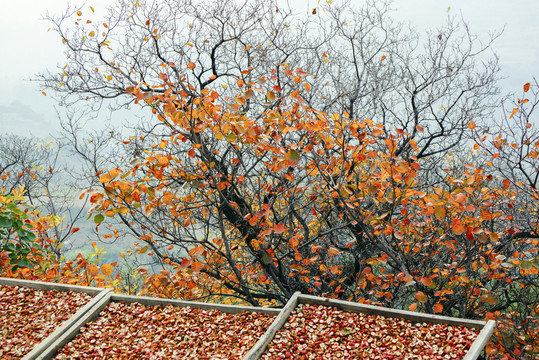 紅葉樹