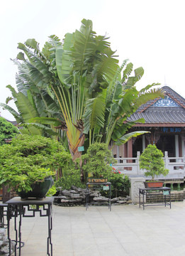 天堂鳥 園林藝術(shù) 古建筑