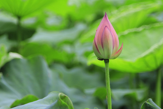 蓮花 荷花 花骨朵兒