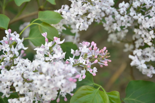 丁香花