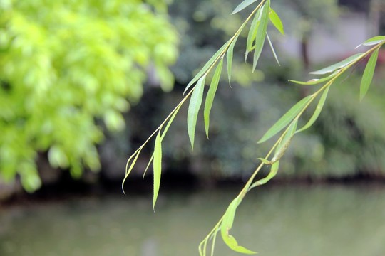 湖邊垂柳