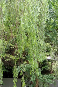 湖邊垂柳