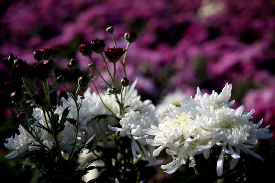 菊花