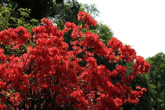 杜鵑花