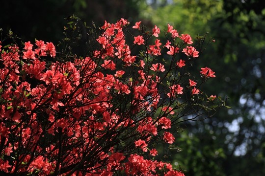 杜鵑花