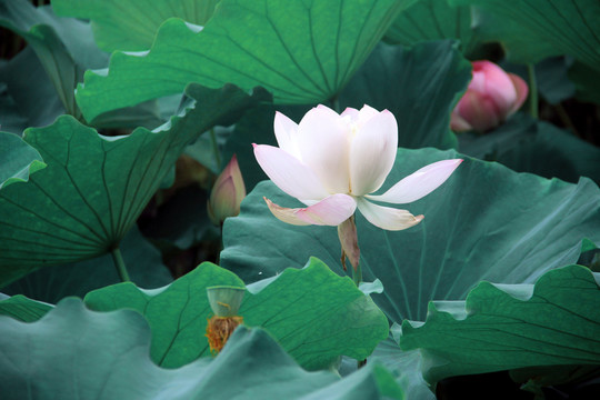 荷花蓮蓬