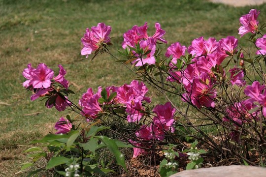 杜鵑花