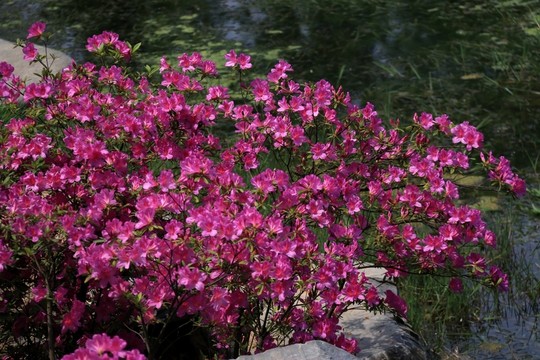 杜鵑花