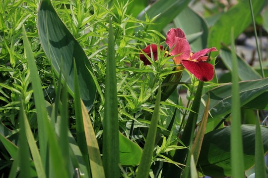 鳶尾花