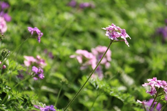 花卉