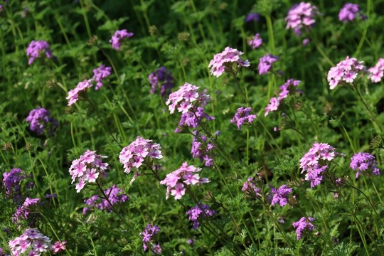 花卉