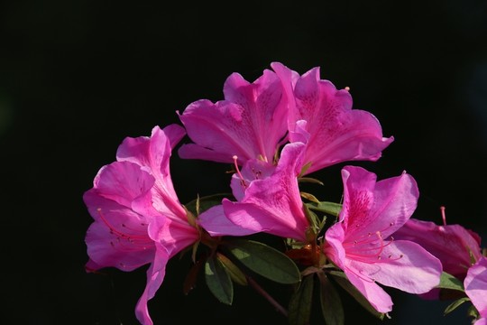 杜鵑花
