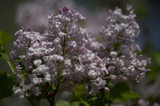 紫色丁香花